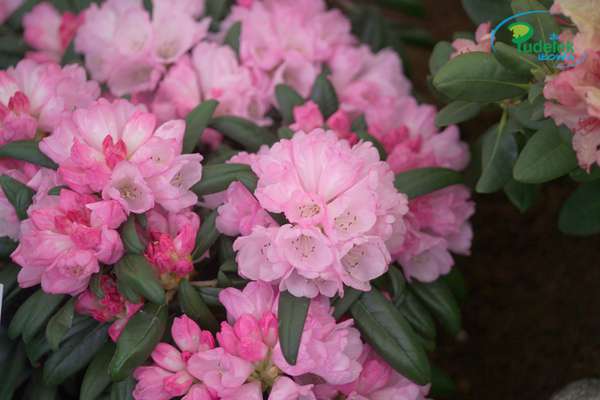 Rhododendron Aprilmorgen